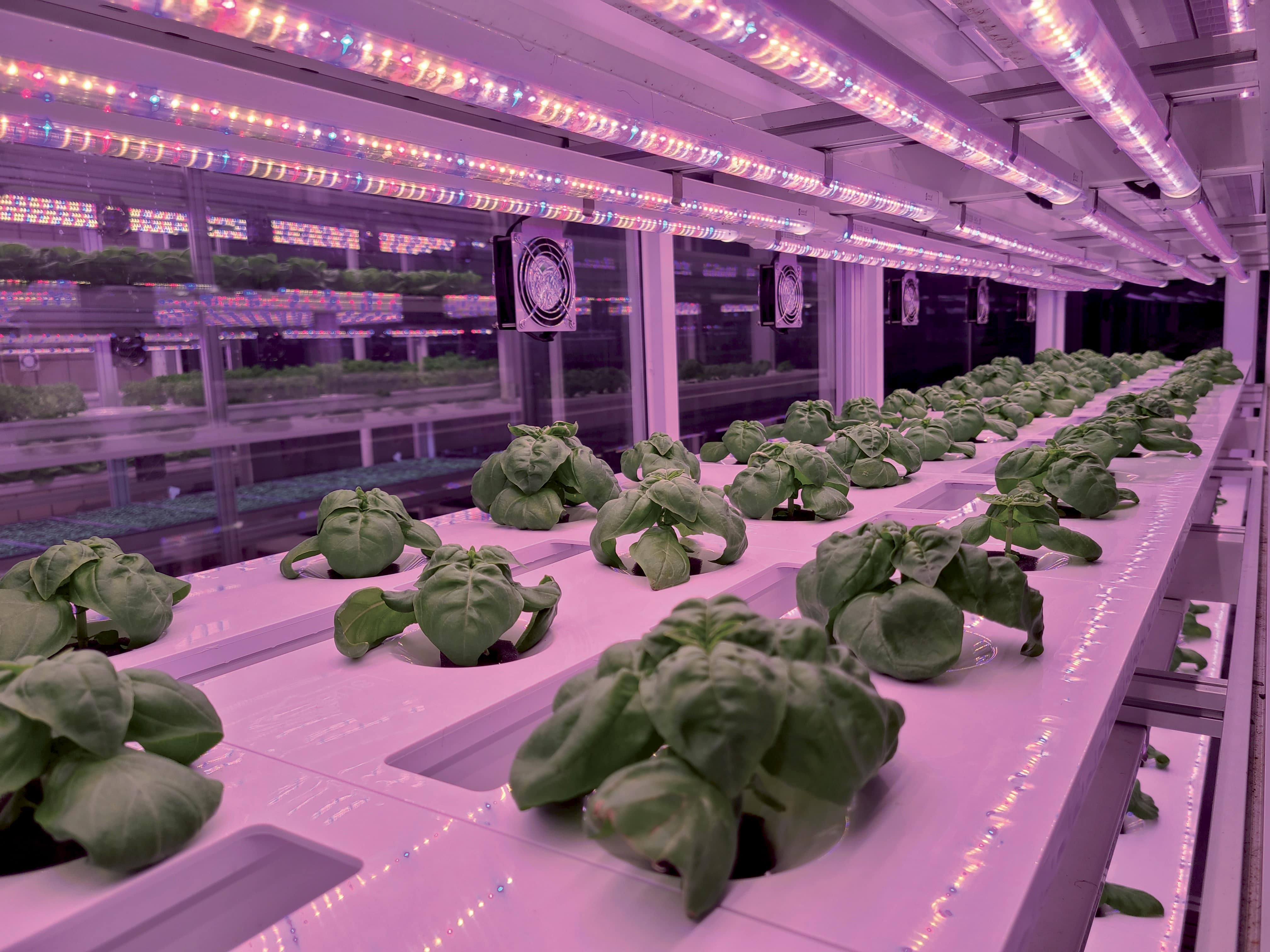 Dowiedz się więcej o naszym podejściu do Vertical Farming