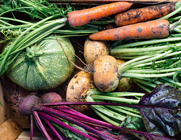 Konwencjonalne nasiona